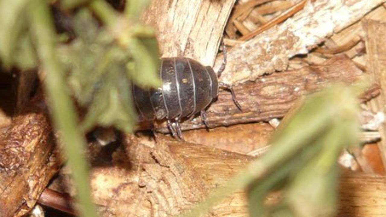 porcellino di terra in azione