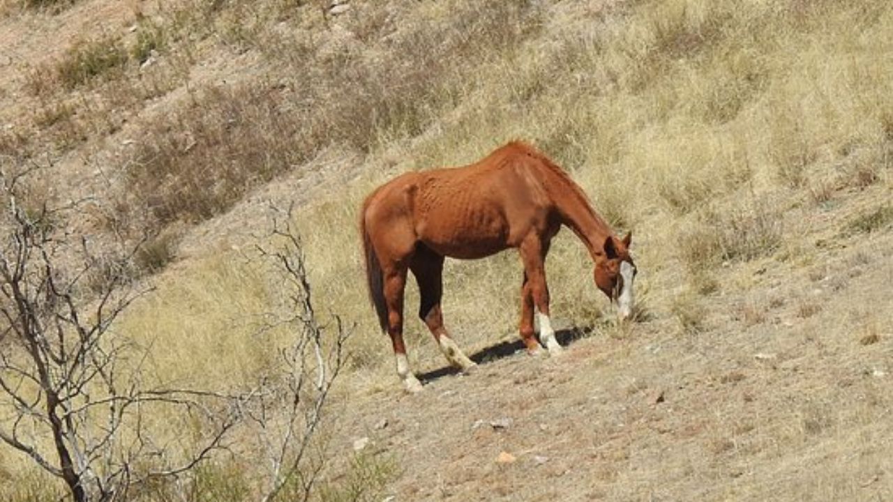 carenza idrica in Tucson