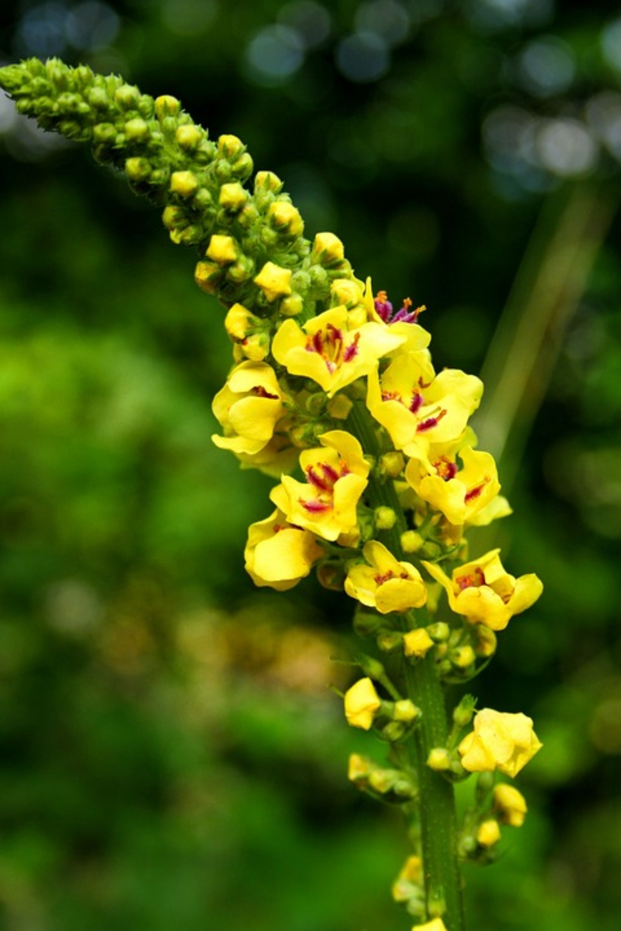 Verbasco, una pianta contro i problemi respiratori