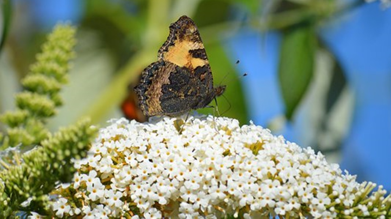 farfalla sul fiore