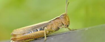 Cavallette campi