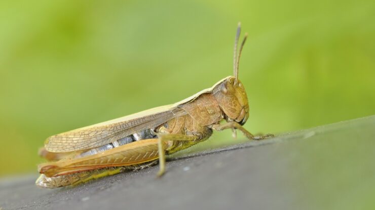 Cavallette campi