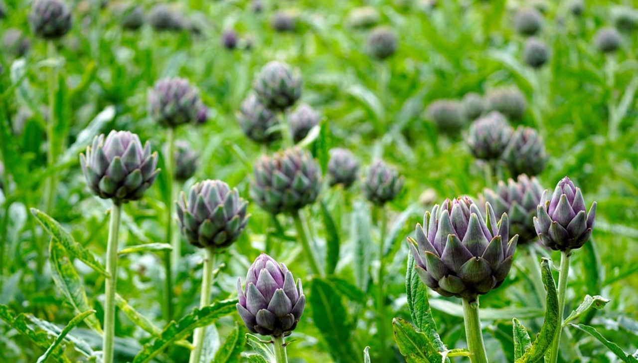 coltivare i carciofi, cosa fare e cosa evitare