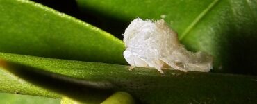 Planthopper nymph, insetto batuffolo cotone