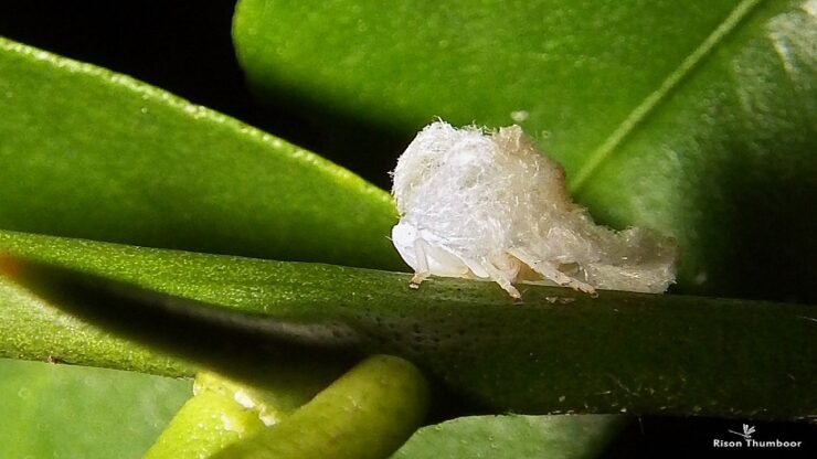 Planthopper nymph, insetto batuffolo cotone