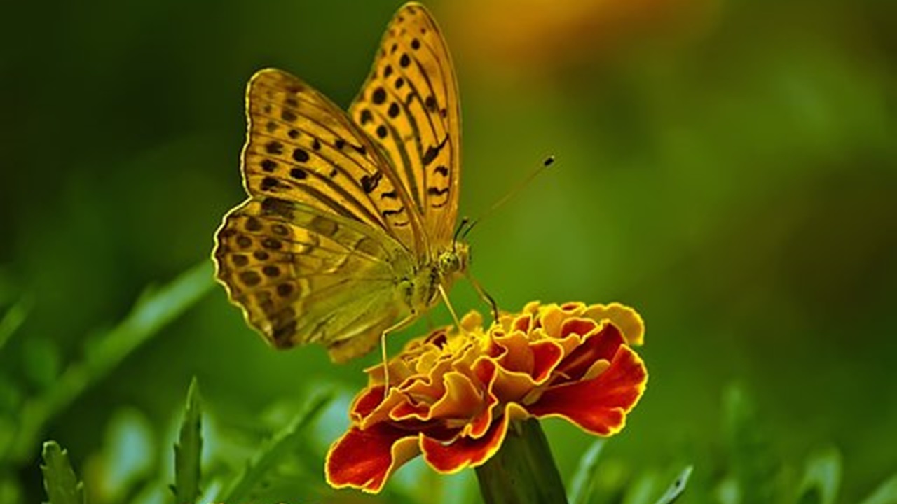 farfalla sul fiore