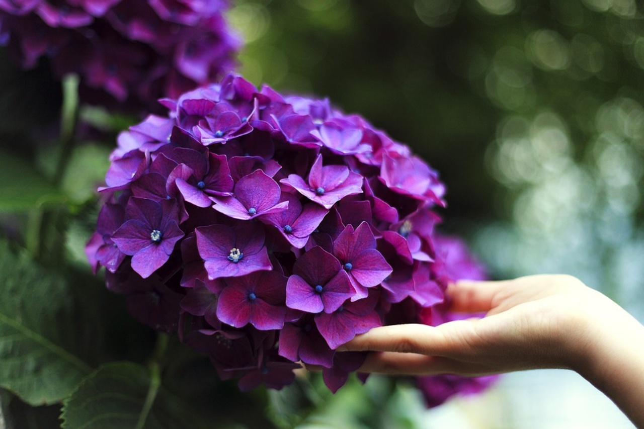 fiori che si mangiano, ecco quali sono