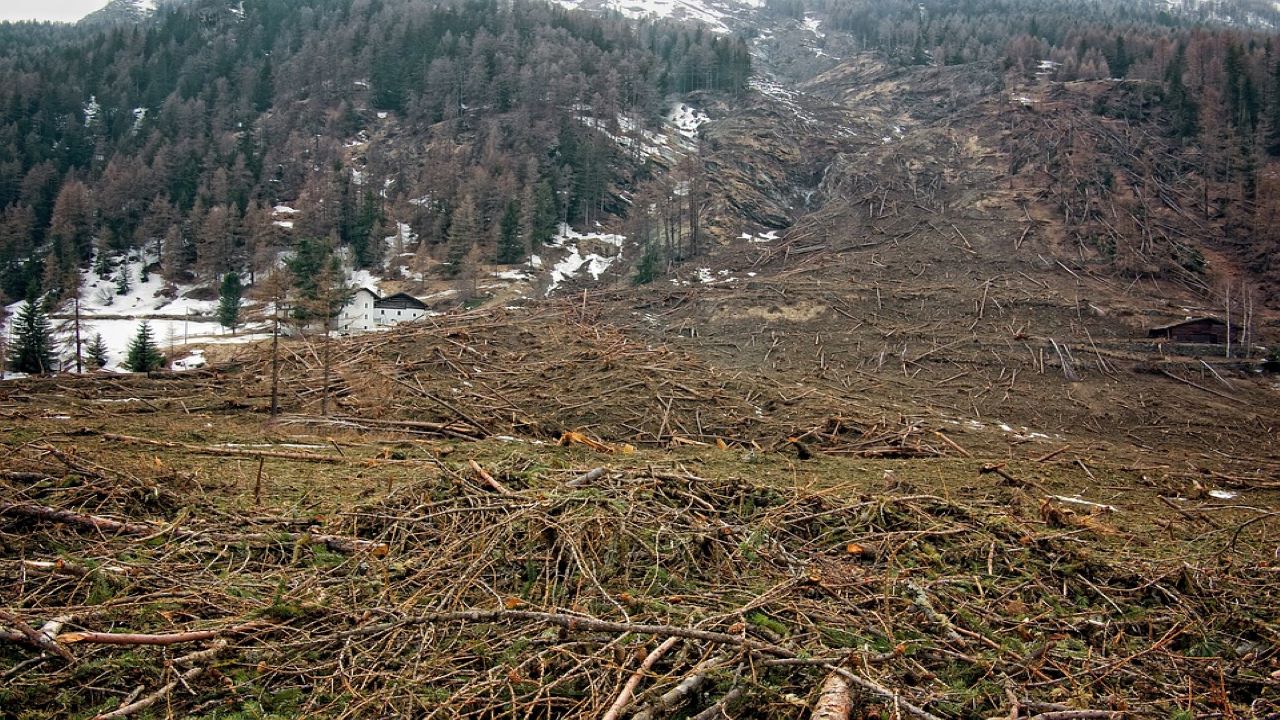 foreste in sofferenza