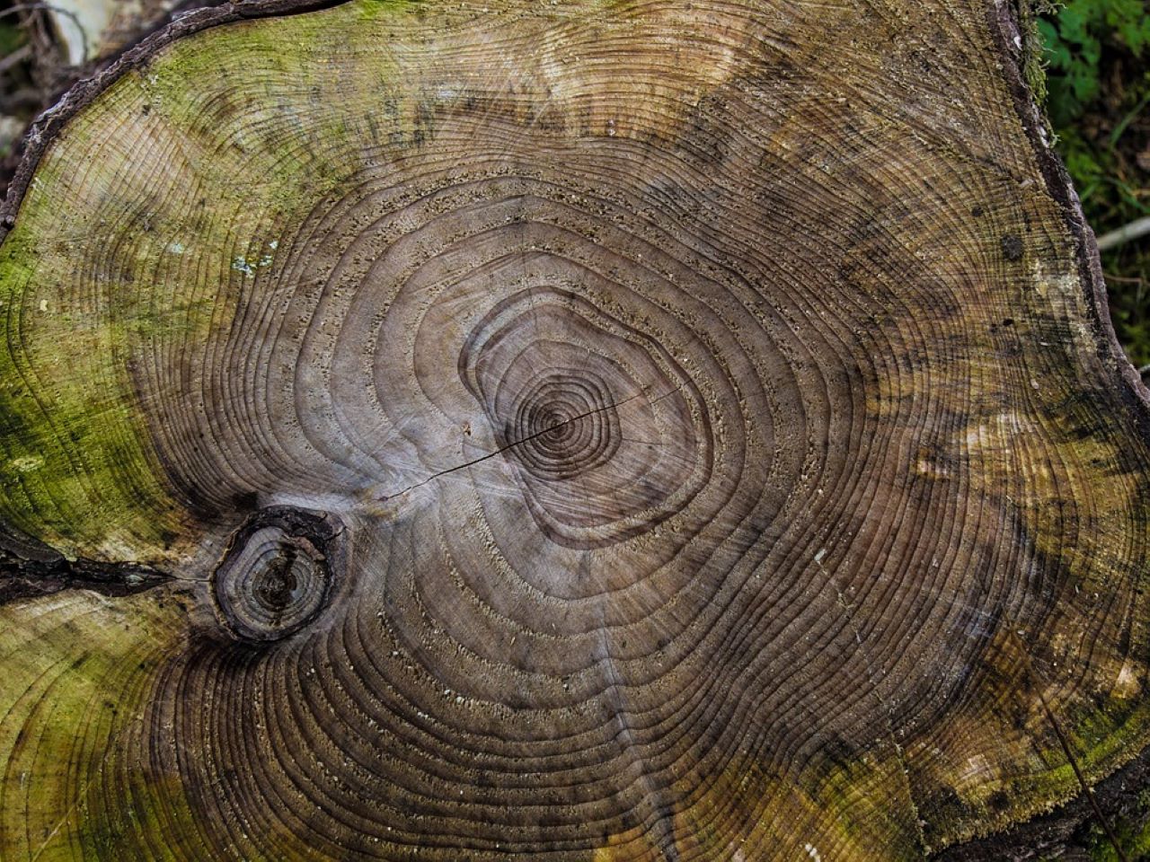 foreste in sofferenza anelli alberi