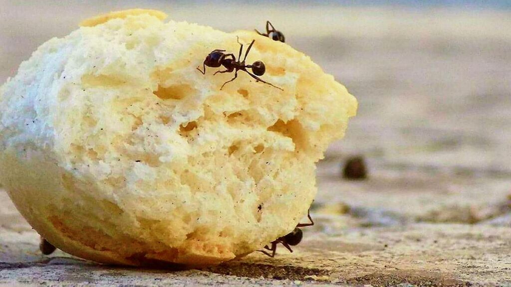 formiche sul pane