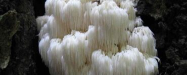 Hericium