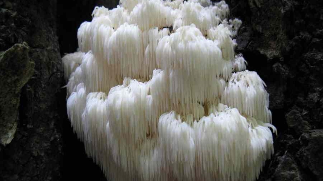 Hericium