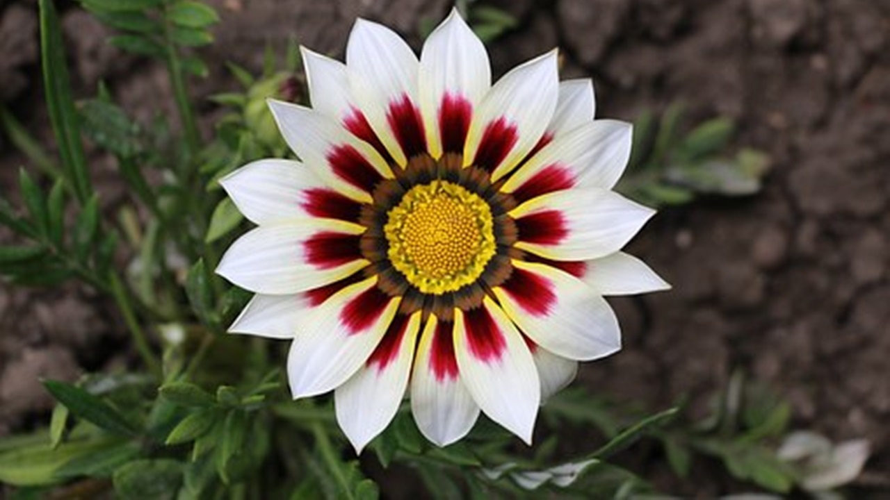 fiore di gazania