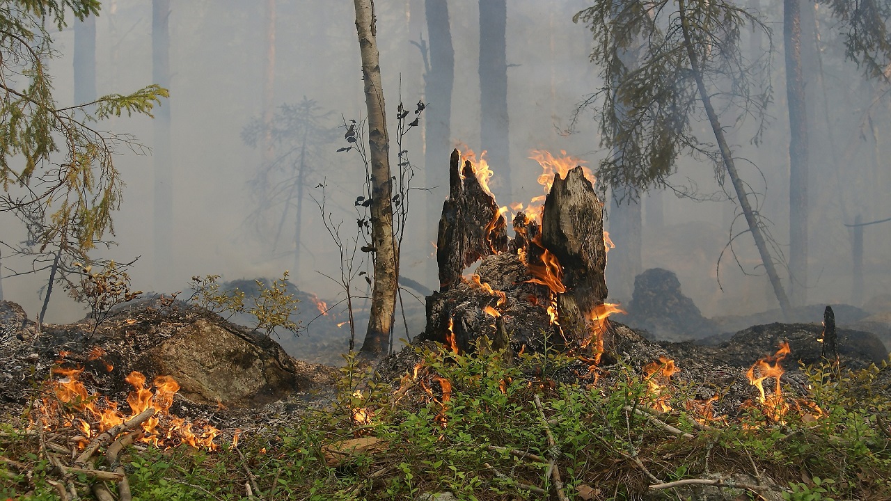 Incendio nella foresta