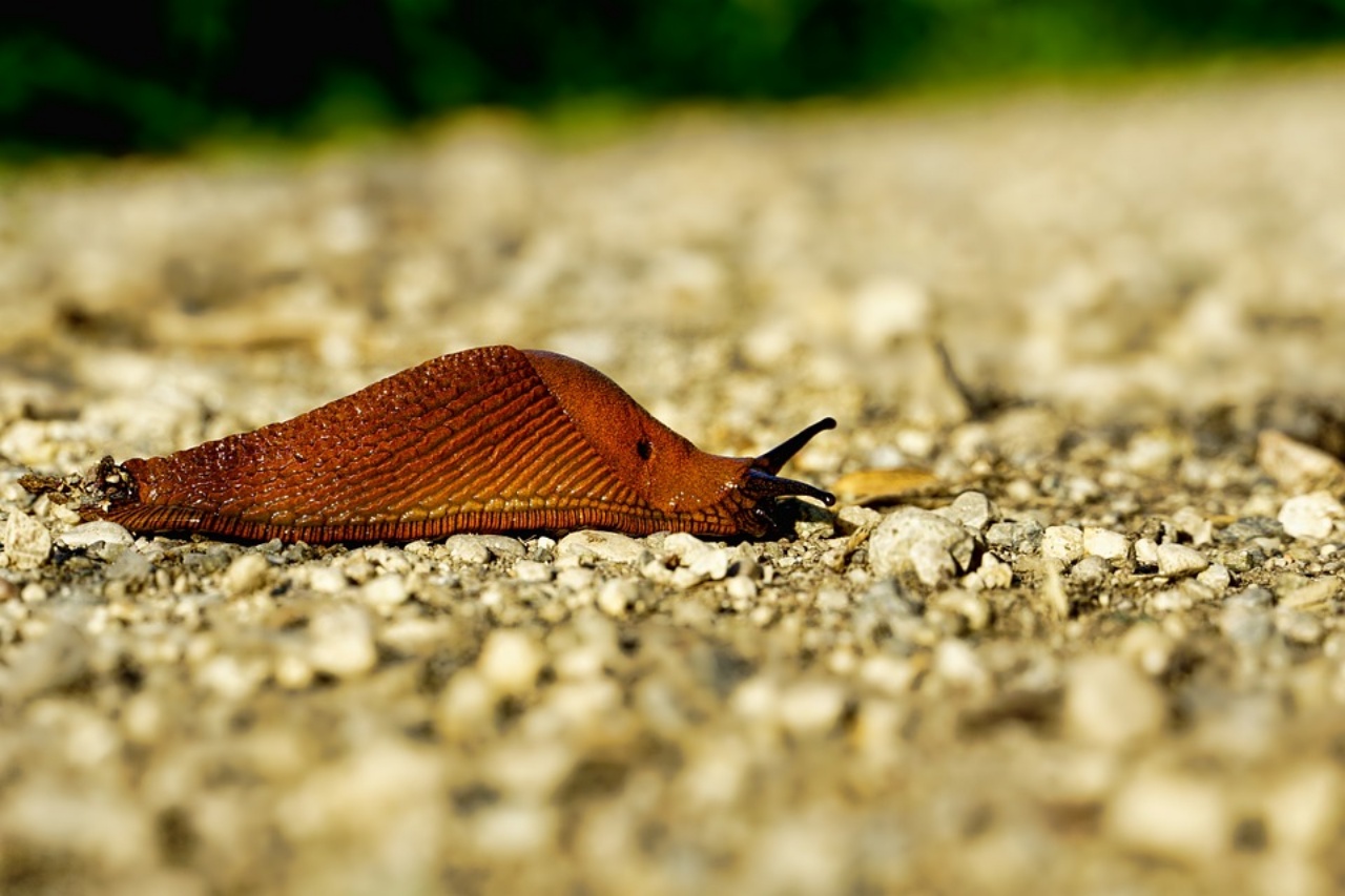 lumaca, scoperta nuova specie in Italia