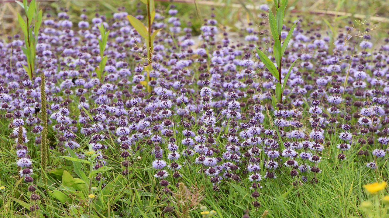 menta tossica