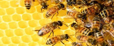 Miele e api nell'alveare