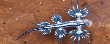 Mollusco Glaucus atlanticus blu
