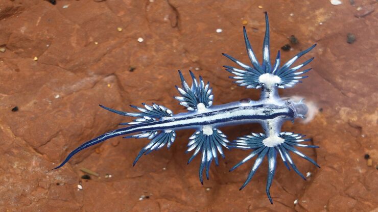 Mollusco Glaucus atlanticus blu