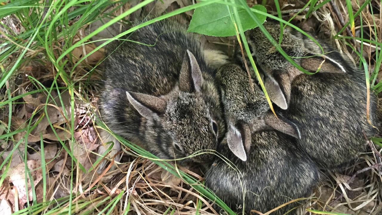 Nido con coniglietti cuccioli