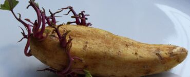 patate germogli