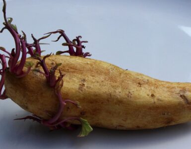 patate germogli