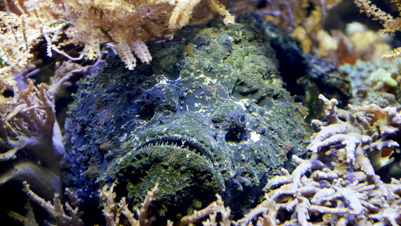 Pesce pietra o stonefish