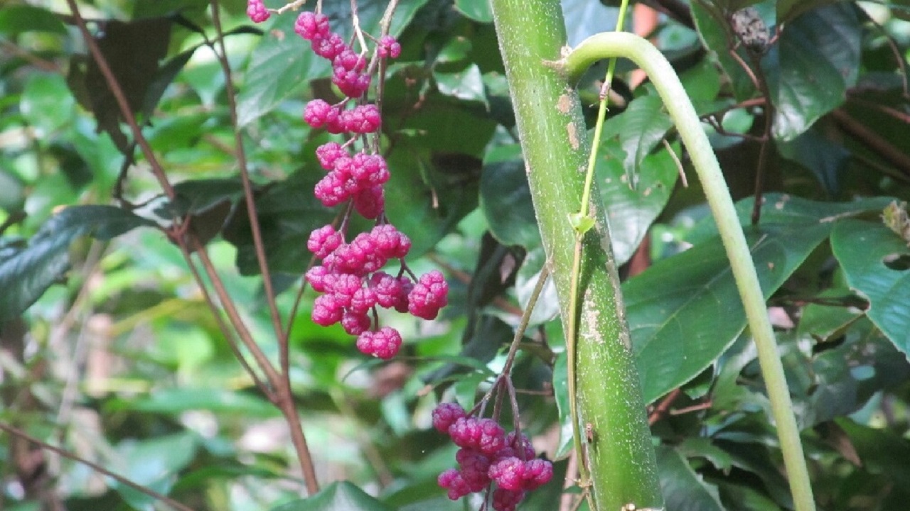 Pianta dei suicidi, Dendrocnide moroides