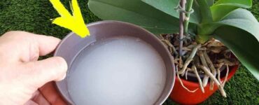 fertilizzante