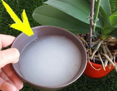 fertilizzante