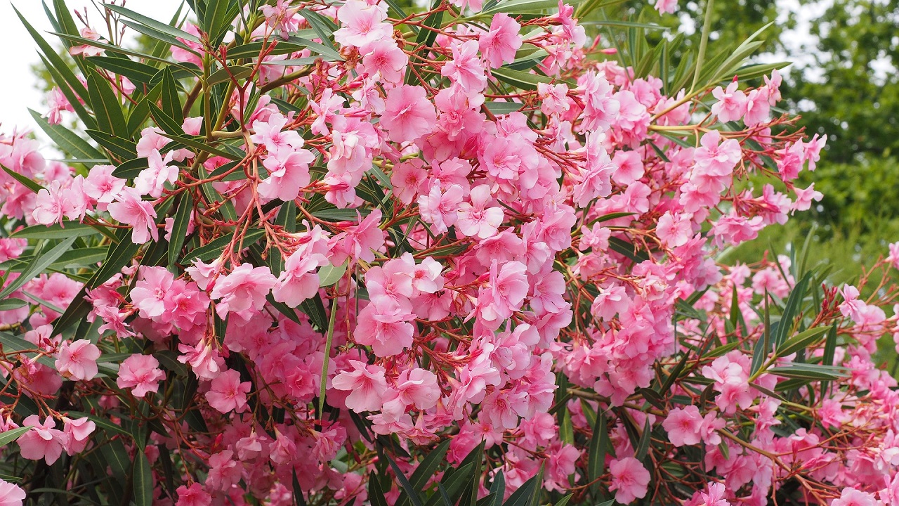 Piante velenose, oleandro fiori