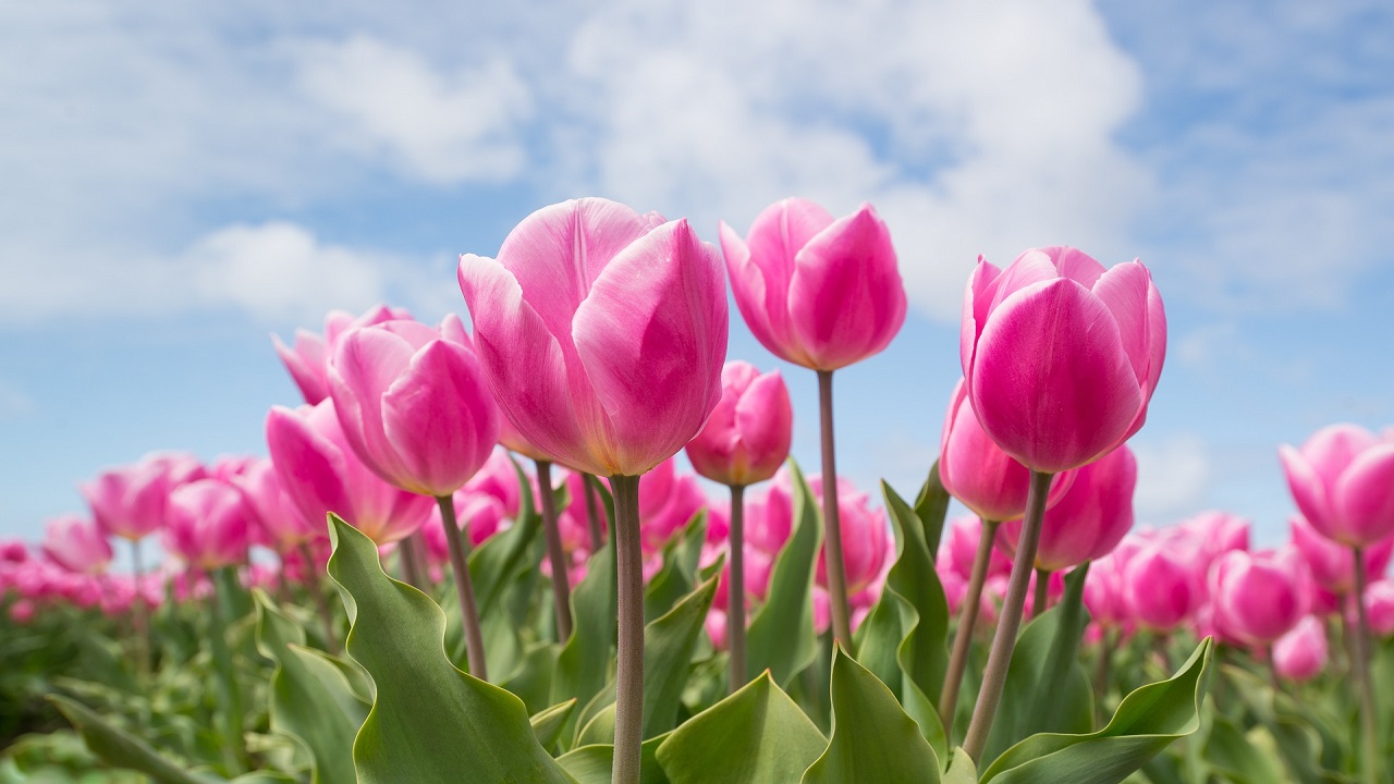 Piante velenose, tulipani fiori