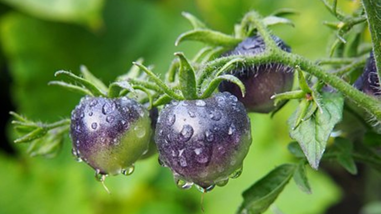 pianta di pomodoro