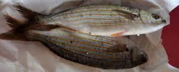 pesce