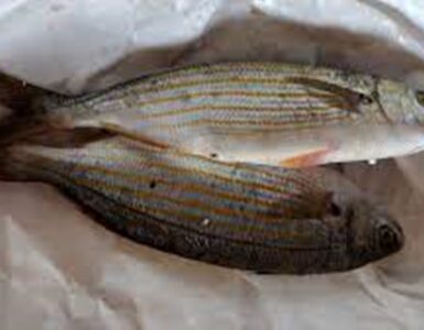 pesce
