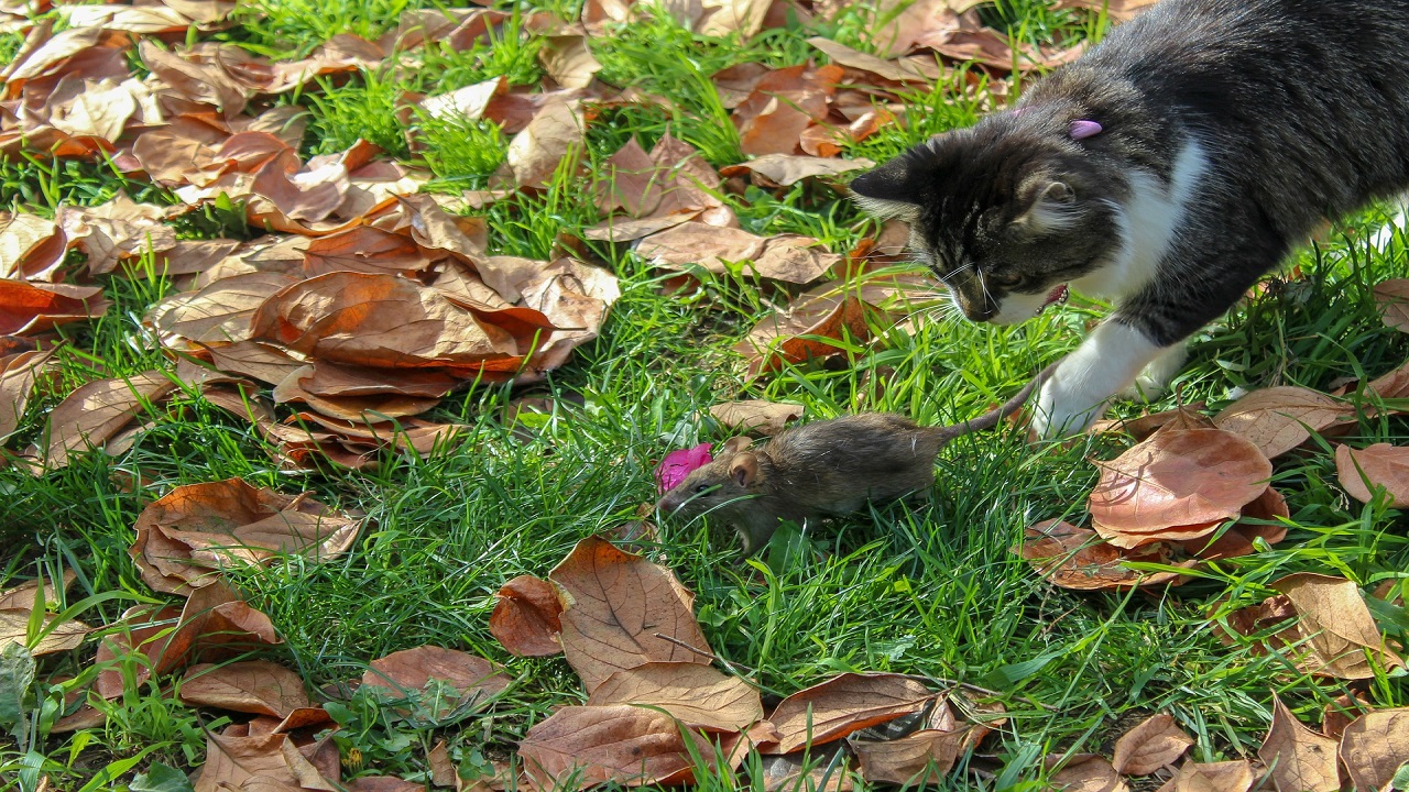 Topi e gatto in giardino