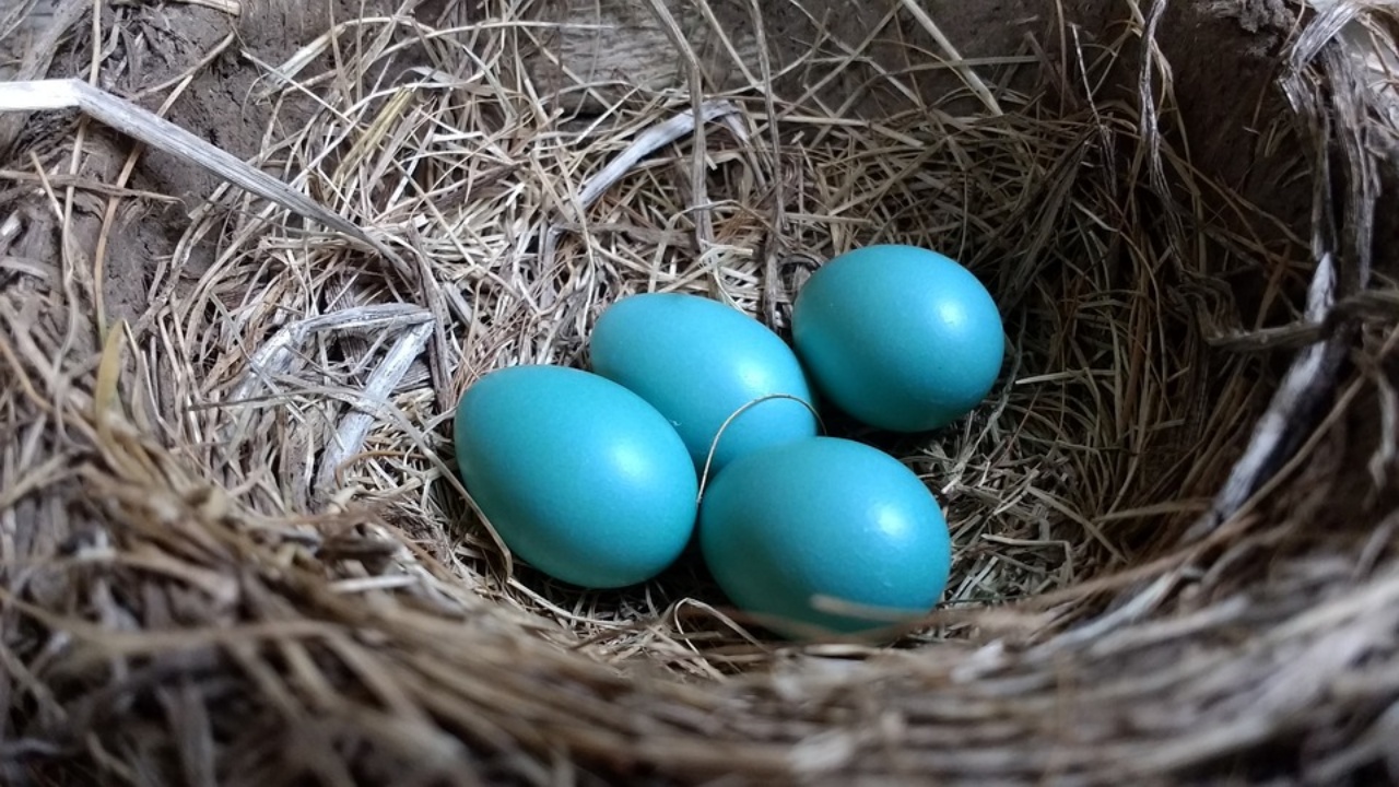 uova di pettirosso, ecco perché alcune sono blu