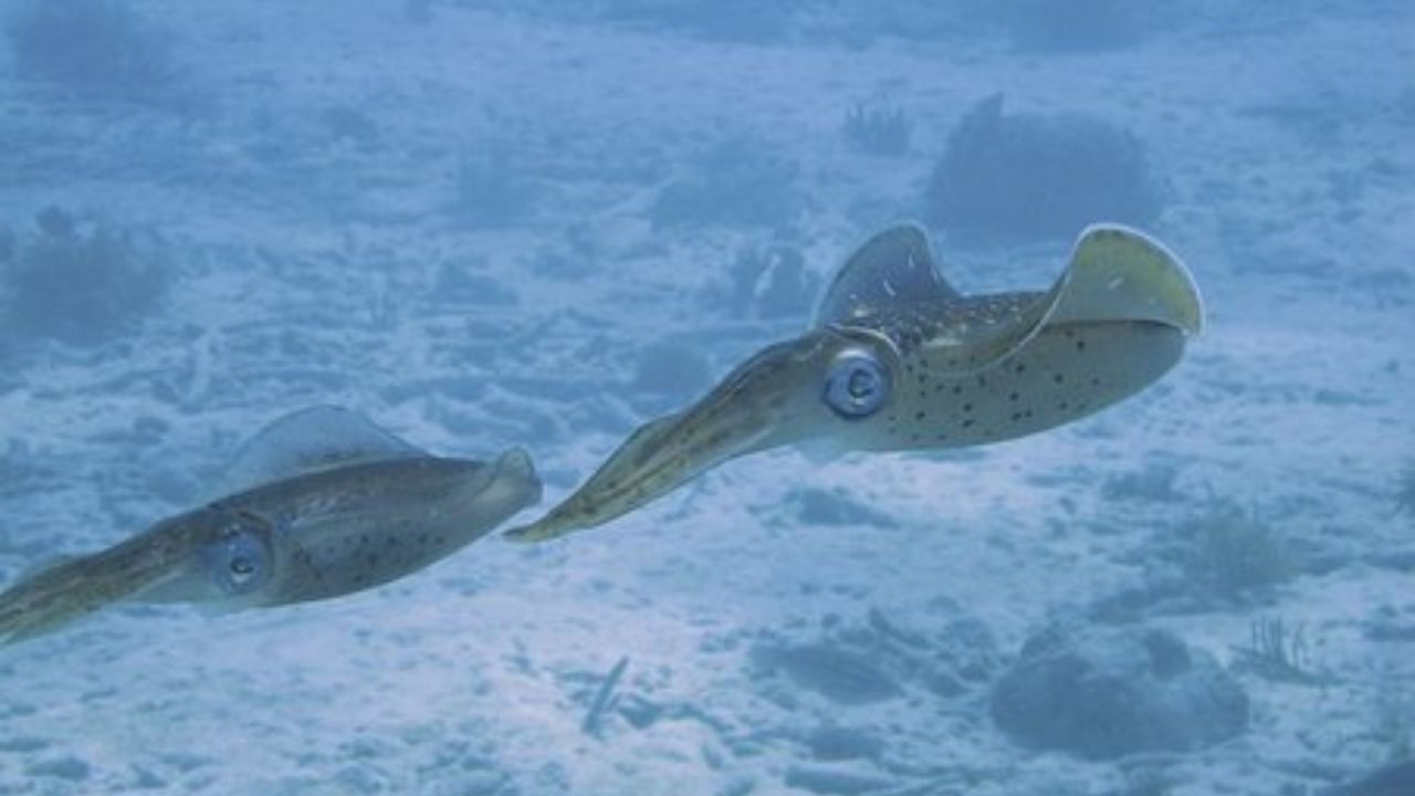 occhi del calamaro fragola