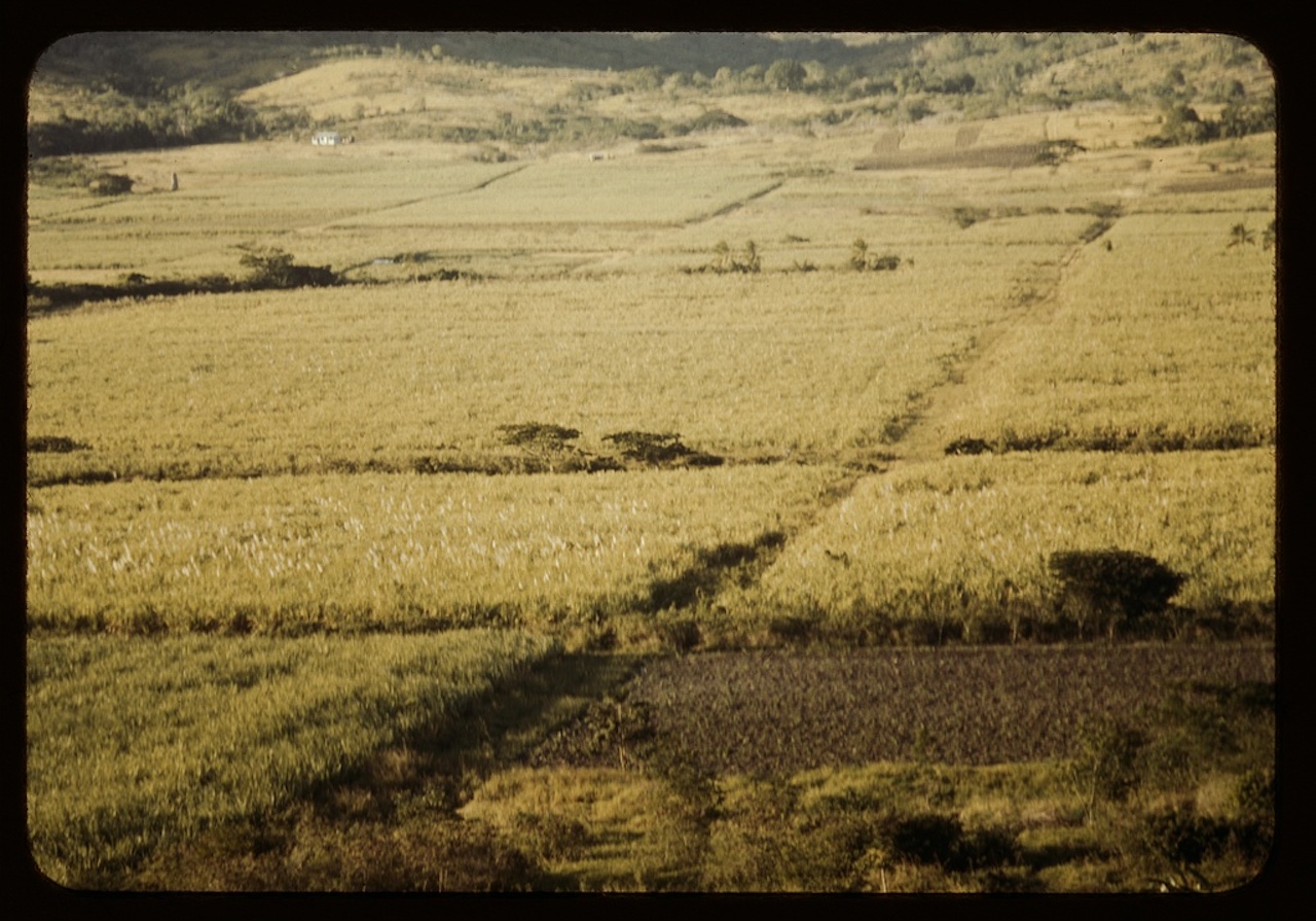 Vasto campo