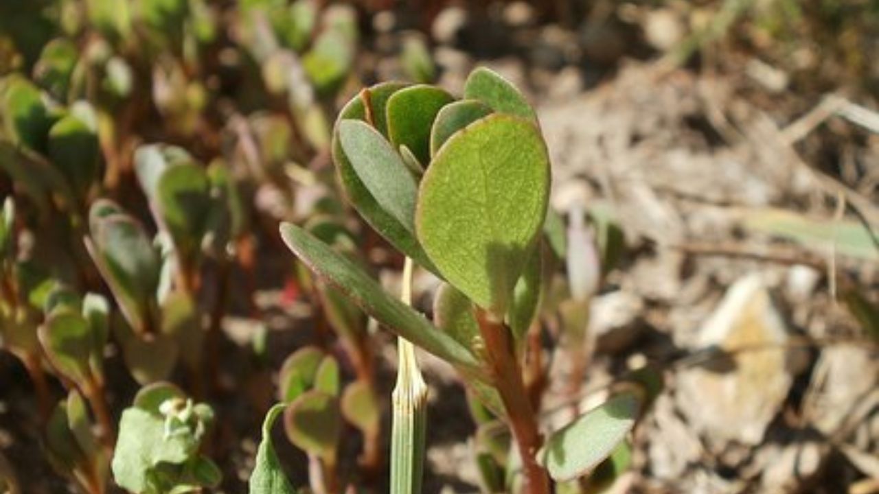 erba porcellana in terreno arido