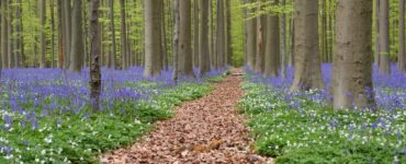 Hallerbos, la meravigliosa foresta blu