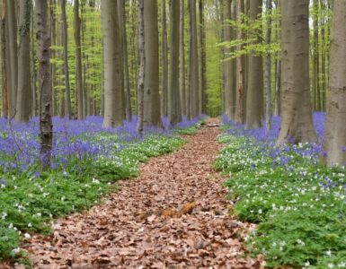Hallerbos, la meravigliosa foresta blu