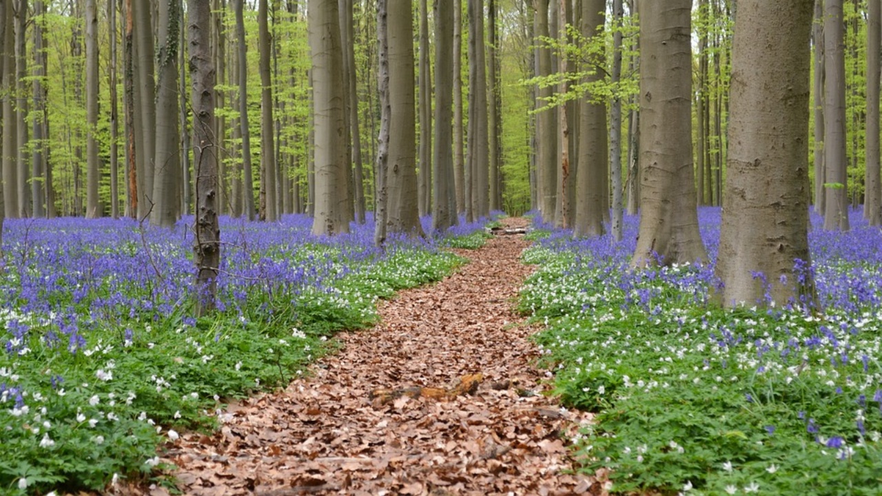 Hallerbos, la meravigliosa foresta blu