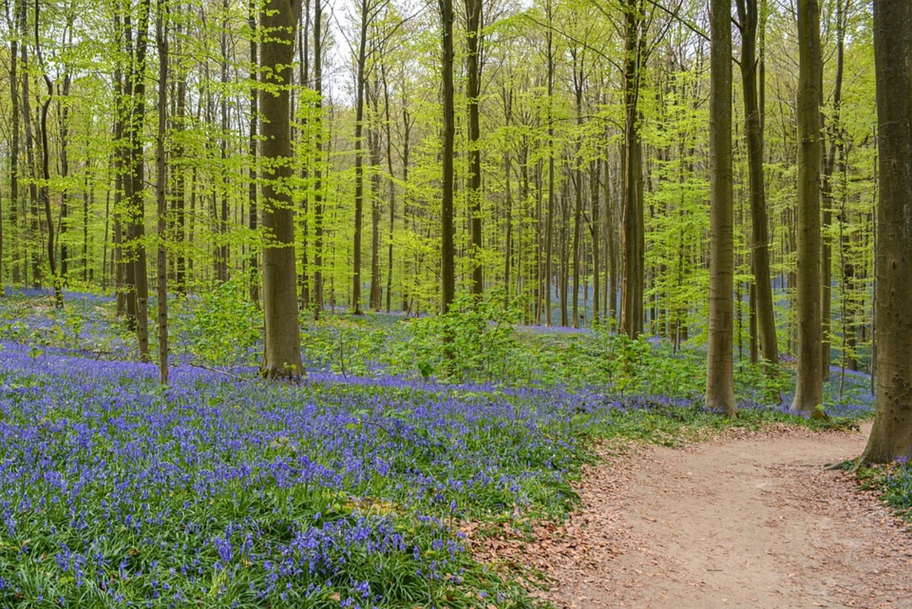 Hallerbos, la meravigliosa foresta blu