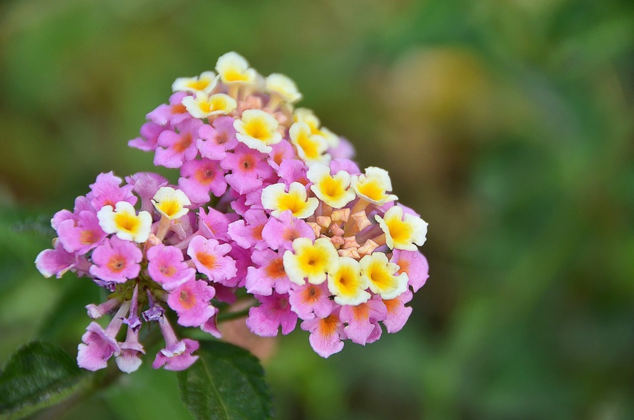 Lantana, come coltivare questa pianta