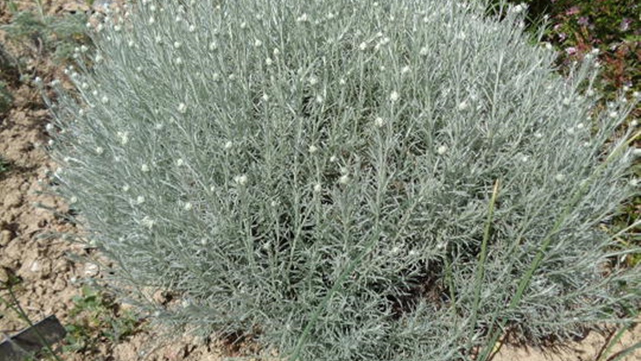  Helichrysum italicum