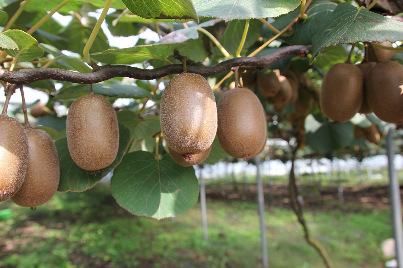 Albero di kiwi