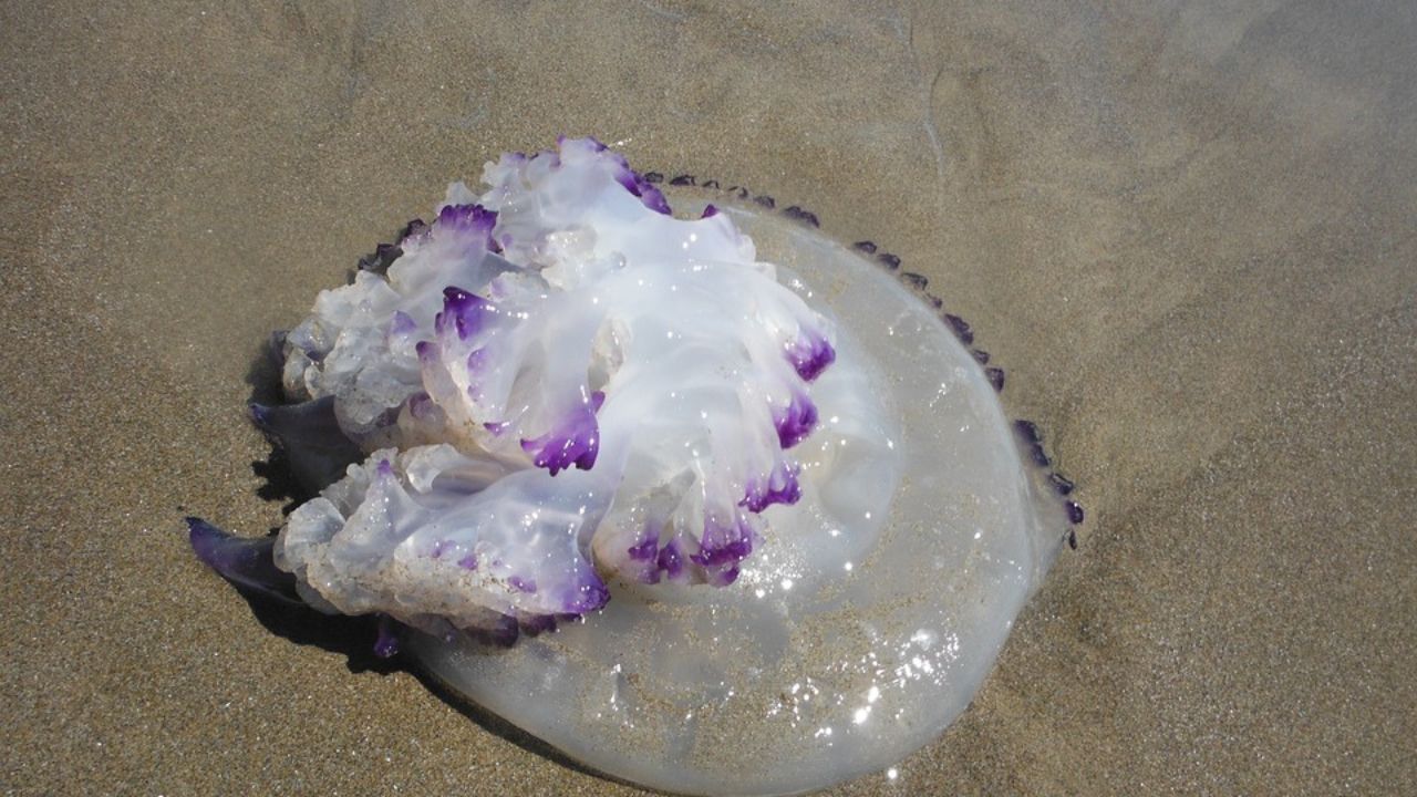 medusa spiaggiata
