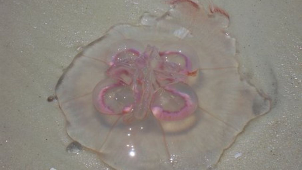 specie più grande di medusa