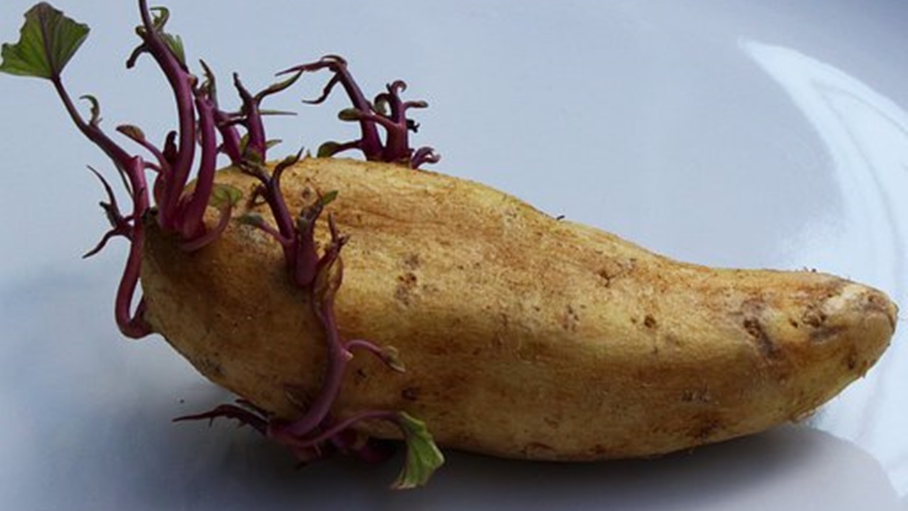 patata germogliata